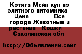 Котята Мейн-кун из элитного питомника › Цена ­ 20 000 - Все города Животные и растения » Кошки   . Сахалинская обл.